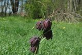 Fritillaria ruthenica