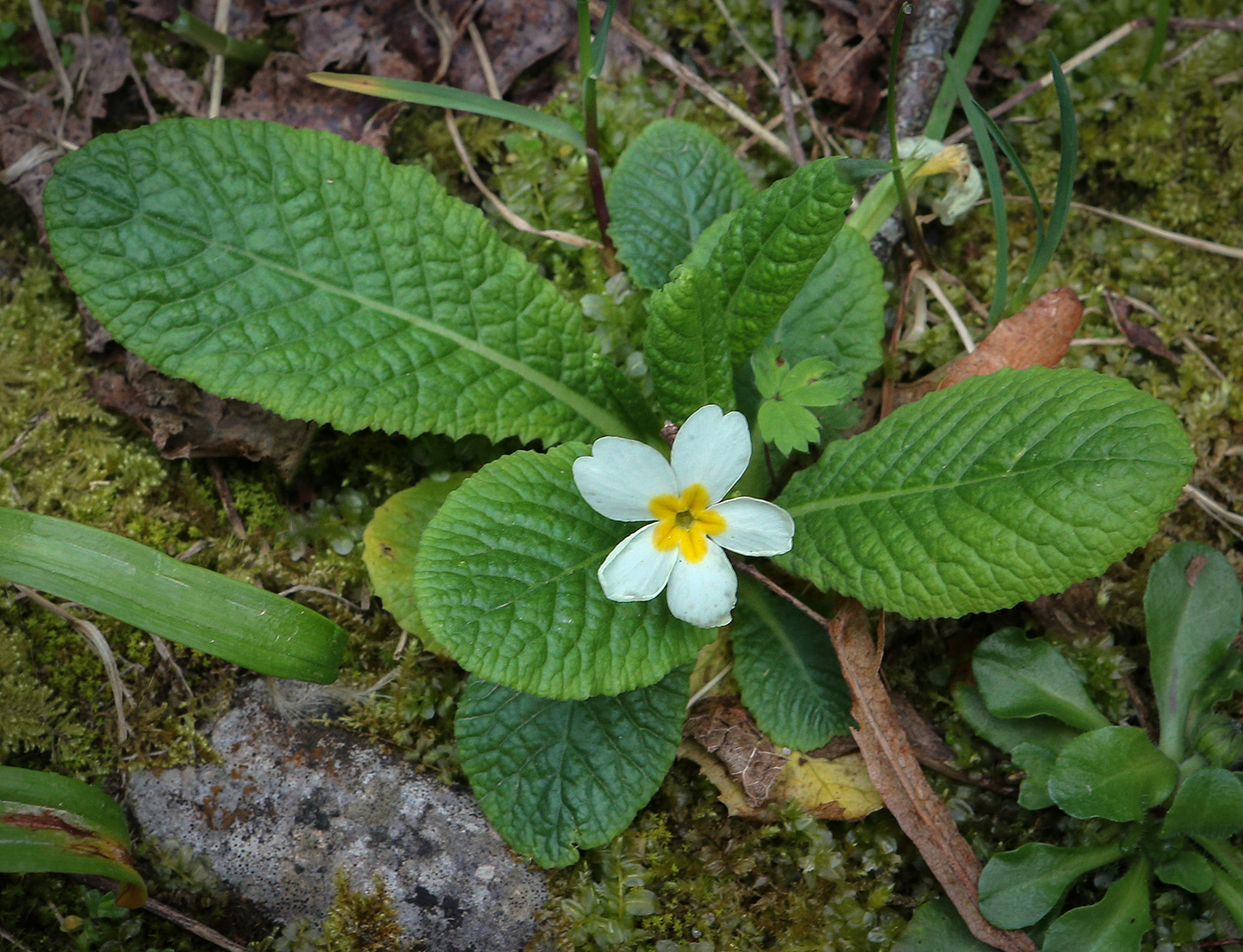 Изображение особи Primula vulgaris.