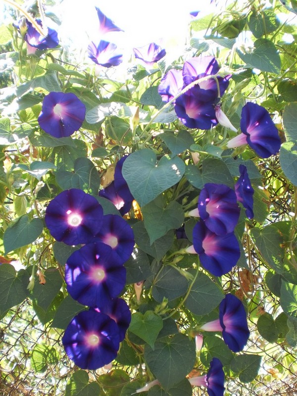 Image of Ipomoea purpurea specimen.
