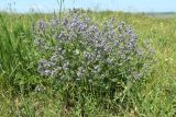 Nepeta parviflora. Цветущее растение. Краснодарский край, Темрюкский р-н, окр. пос. Тамань, мыс Железный Рог, приморская степь. 12.05.2024.