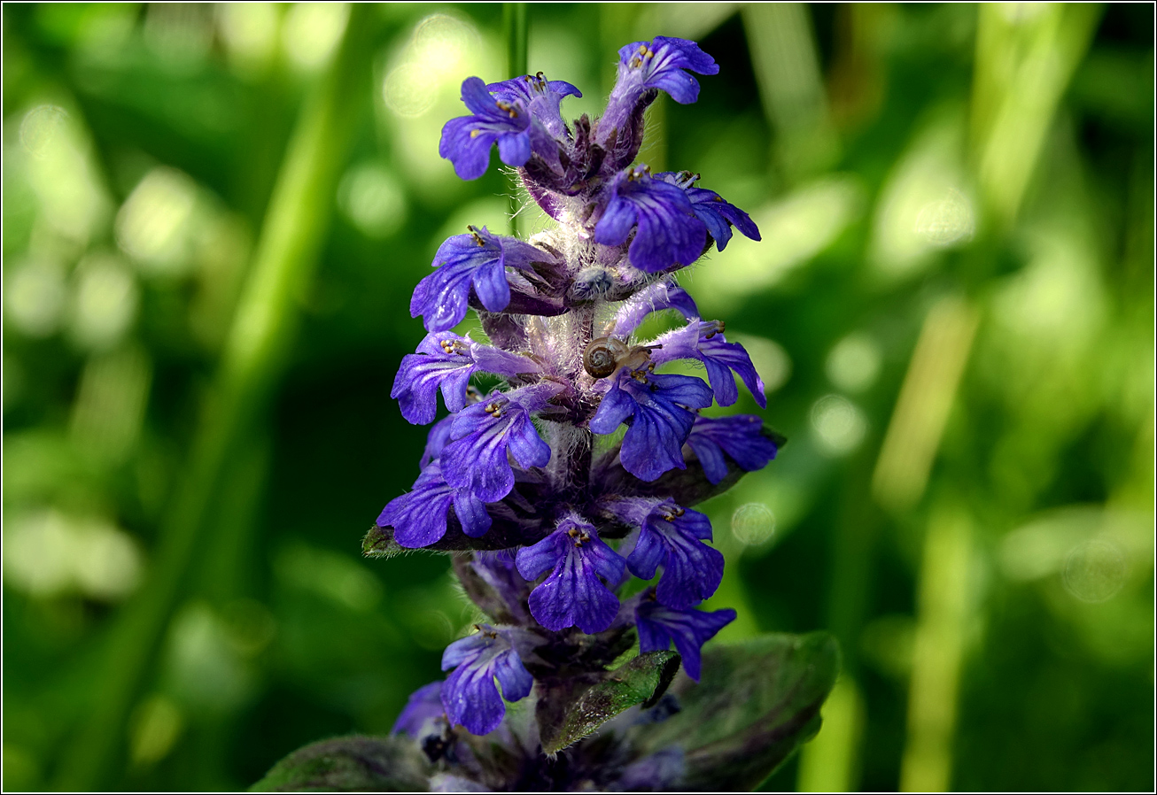 Image of Ajuga reptans specimen.
