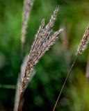Miscanthus sinensis
