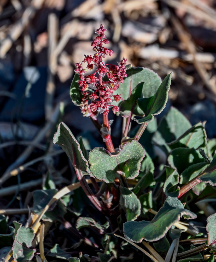 Image of Rumex simpliciflorus specimen.
