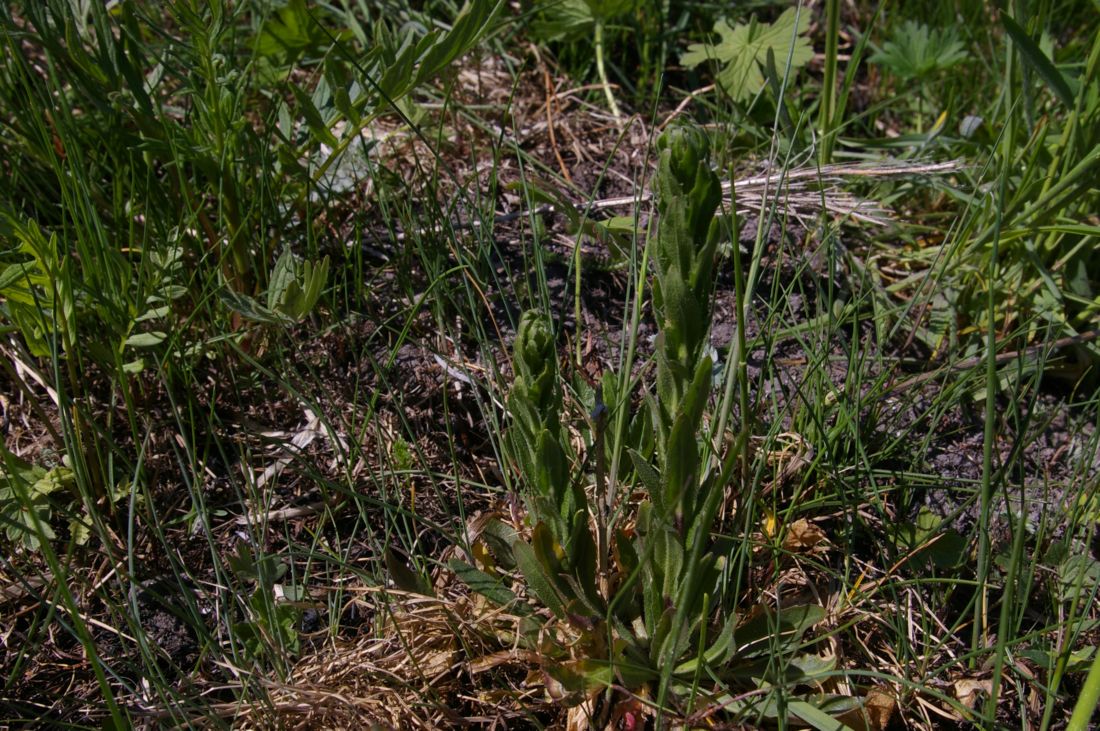 Image of Arabis gerardii specimen.