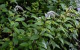 Lysimachia clethroides. Верхушки цветущих растений. Китай, провинция Хунань, национальный парк \"Чжанцзяцзе\", опушка смешанного леса, у дороги. 07.06.2024.