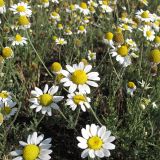 Anthemis ruthenica