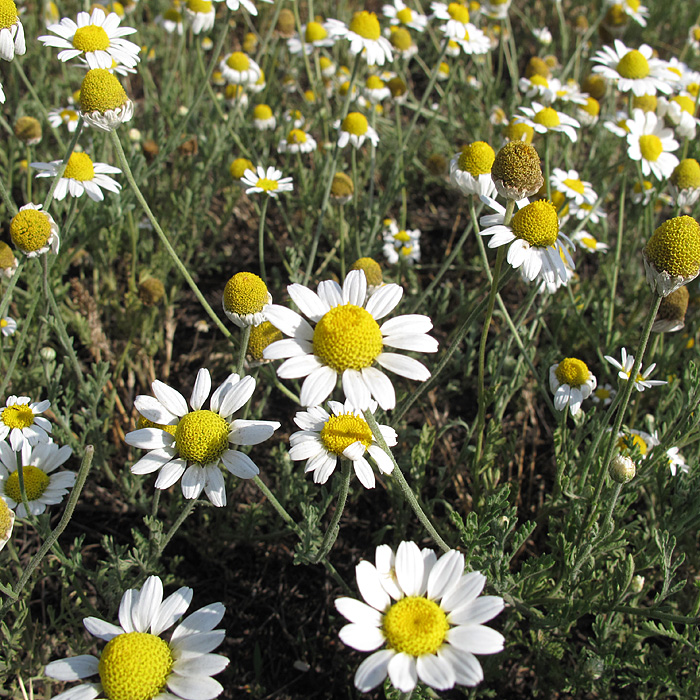 Image of Anthemis ruthenica specimen.