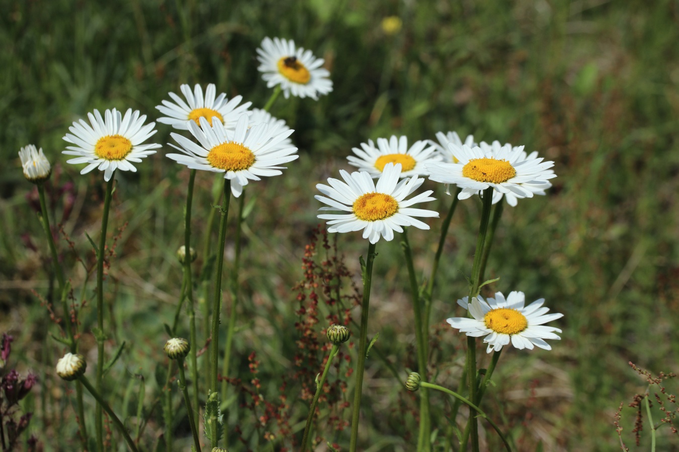 Image of Leucanthemum ircutianum specimen.