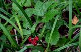 Rubus saxatilis