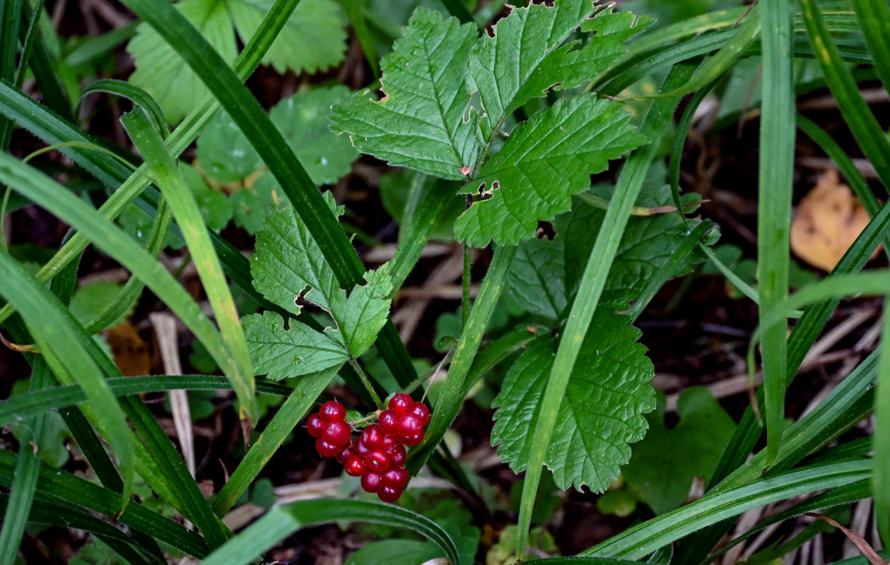 Изображение особи Rubus saxatilis.
