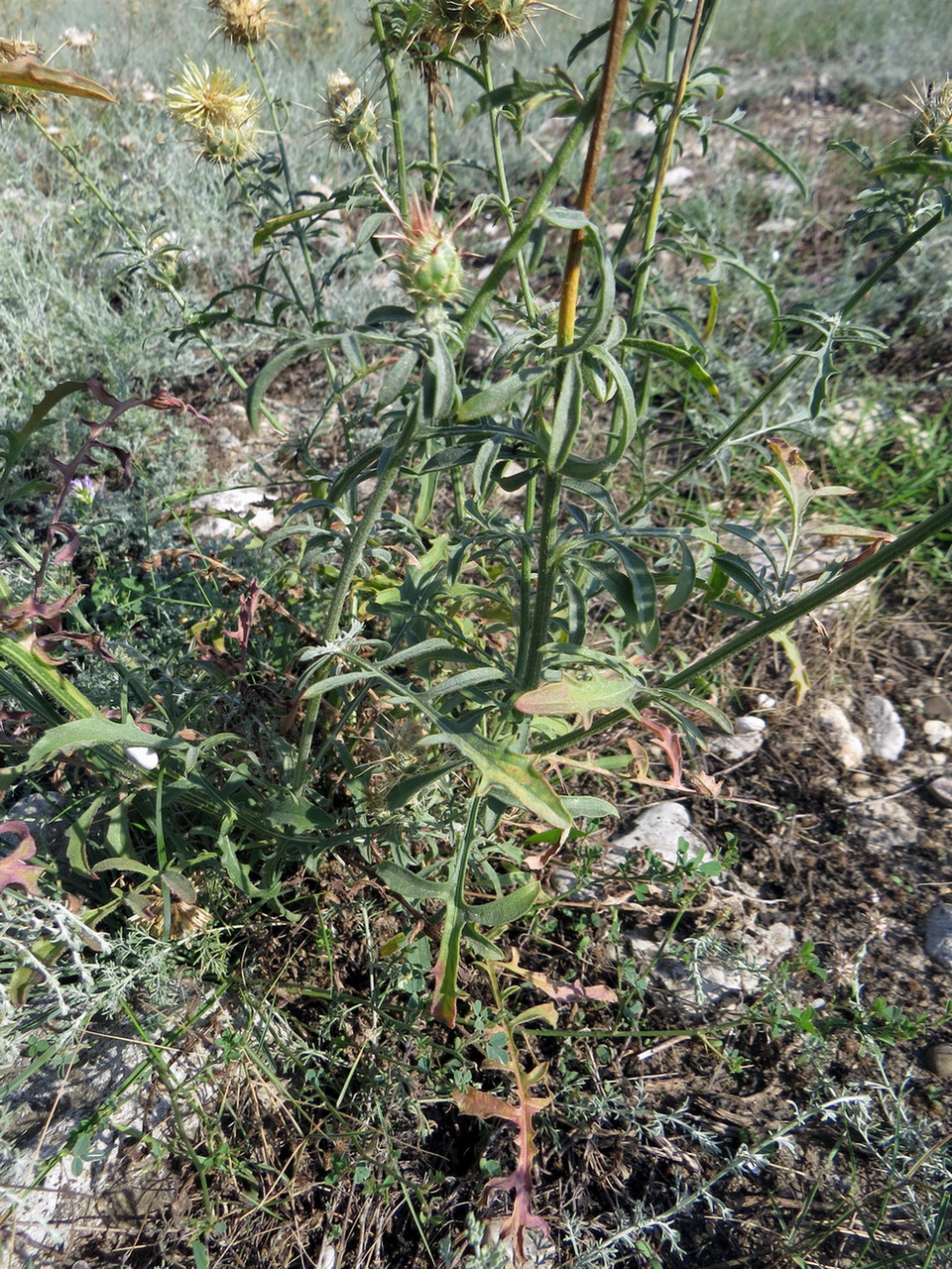 Image of Centaurea reflexa specimen.