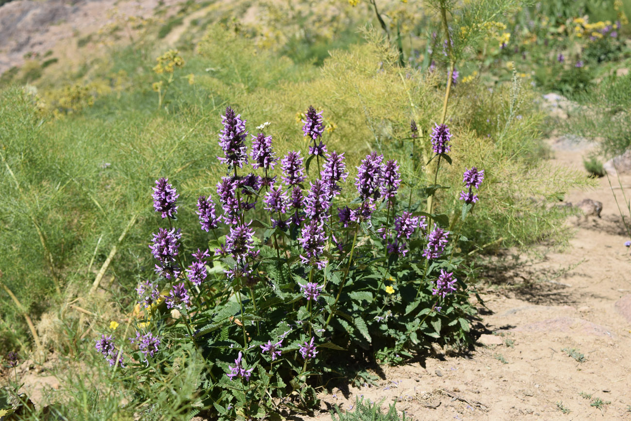 Image of Betonica betoniciflora specimen.