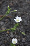 семейство Caryophyllaceae