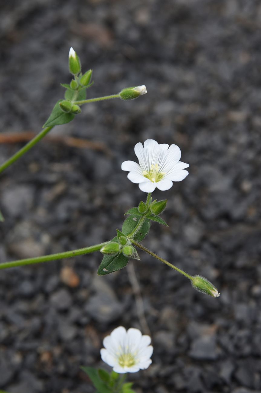 Image of familia Caryophyllaceae specimen.