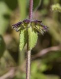 Stachys arvensis