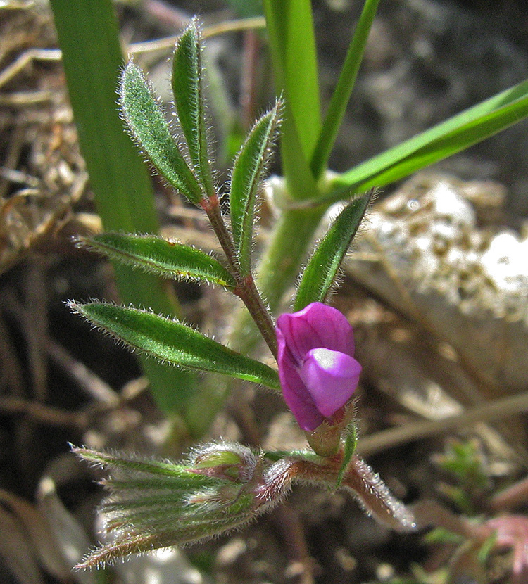 Image of Vicia lathyroides specimen.