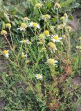 Tripleurospermum inodorum