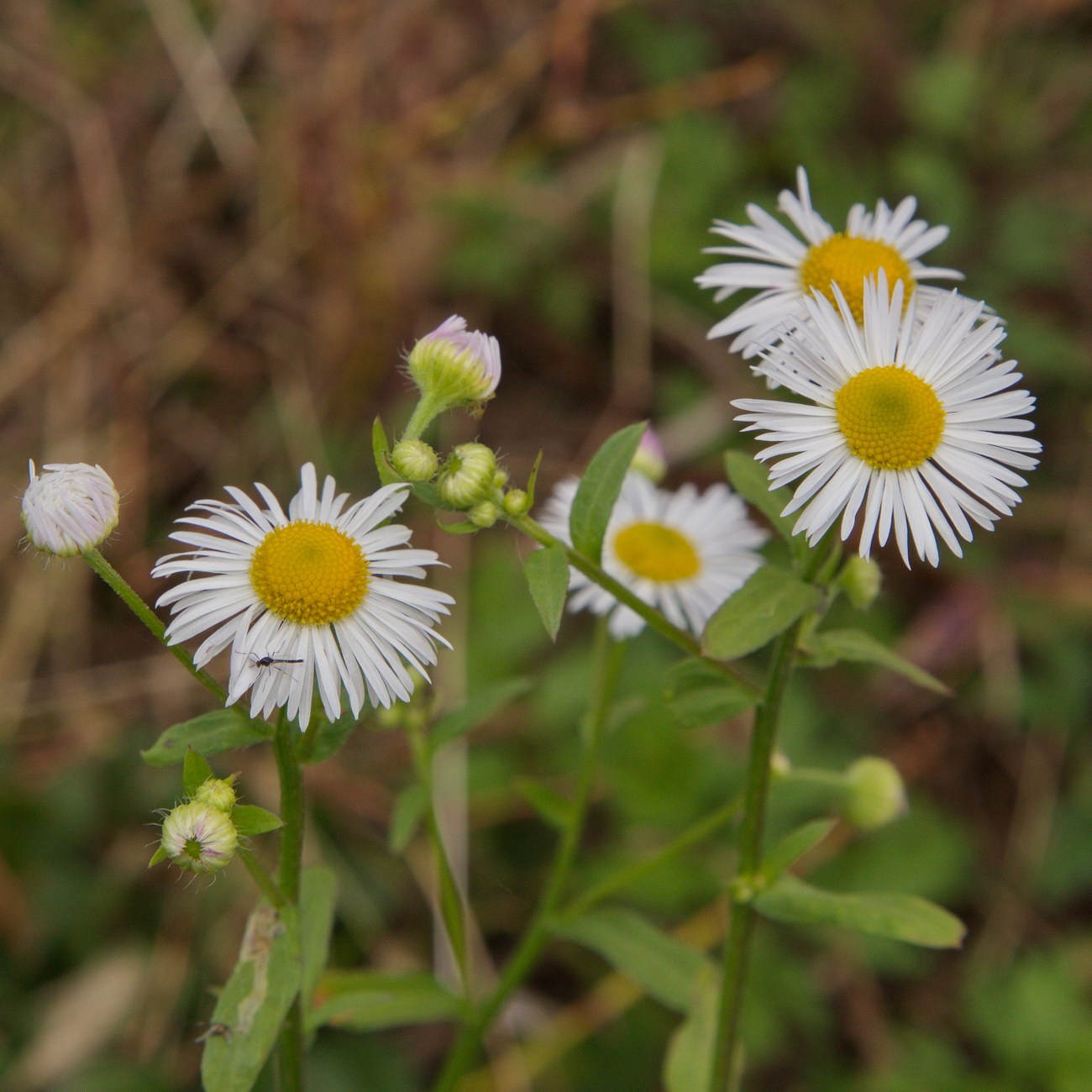 Image of Erigeron annuus specimen.
