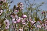 Prunus serrulata. Верхушка цветущей ветви. Приморский край, г. Владивосток, о. Русский, кампус ДВФУ, аллея. 14.05.2025.
