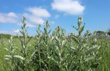 Cirsium incanum. Верхушки растений с формирующимися соцветиями. Краснодарский край, м/о г. Новороссийск, окр. Суджукской лагуны, в травостое. 01.06.2025.