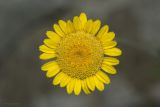 Anthemis monantha. Соцветие. Крым, городской округ Ялта, окр. пгт Санаторное (Меллас), заброшенный парк. 09.06.2025.