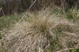 Nardus stricta. Вегетирующее растение. Беларусь, Витебская обл., пос. Езерище, сырой суходольный луг, опушка заболоченного ивняка. 08.05.2025.