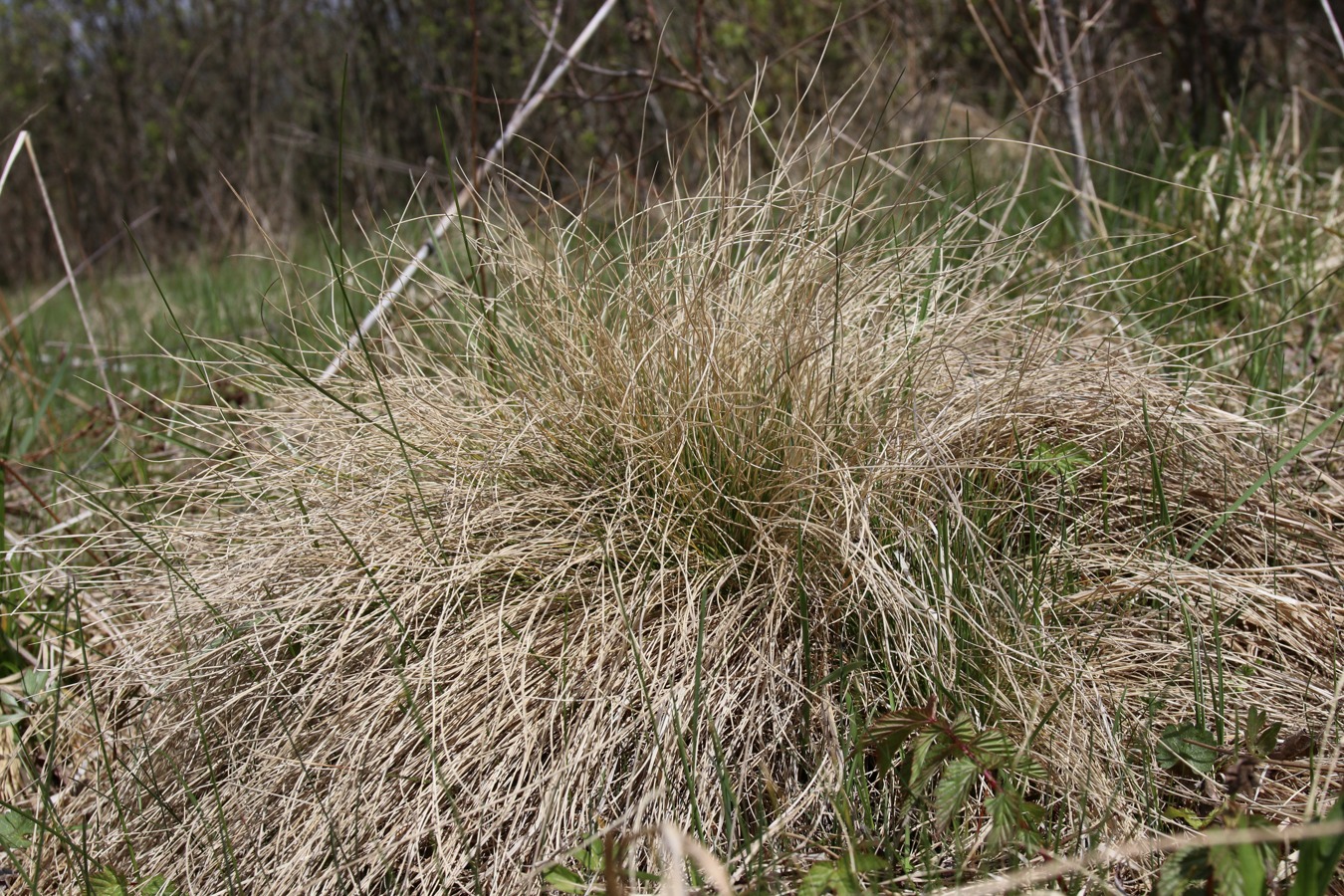 Изображение особи Nardus stricta.