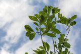Salix caprea