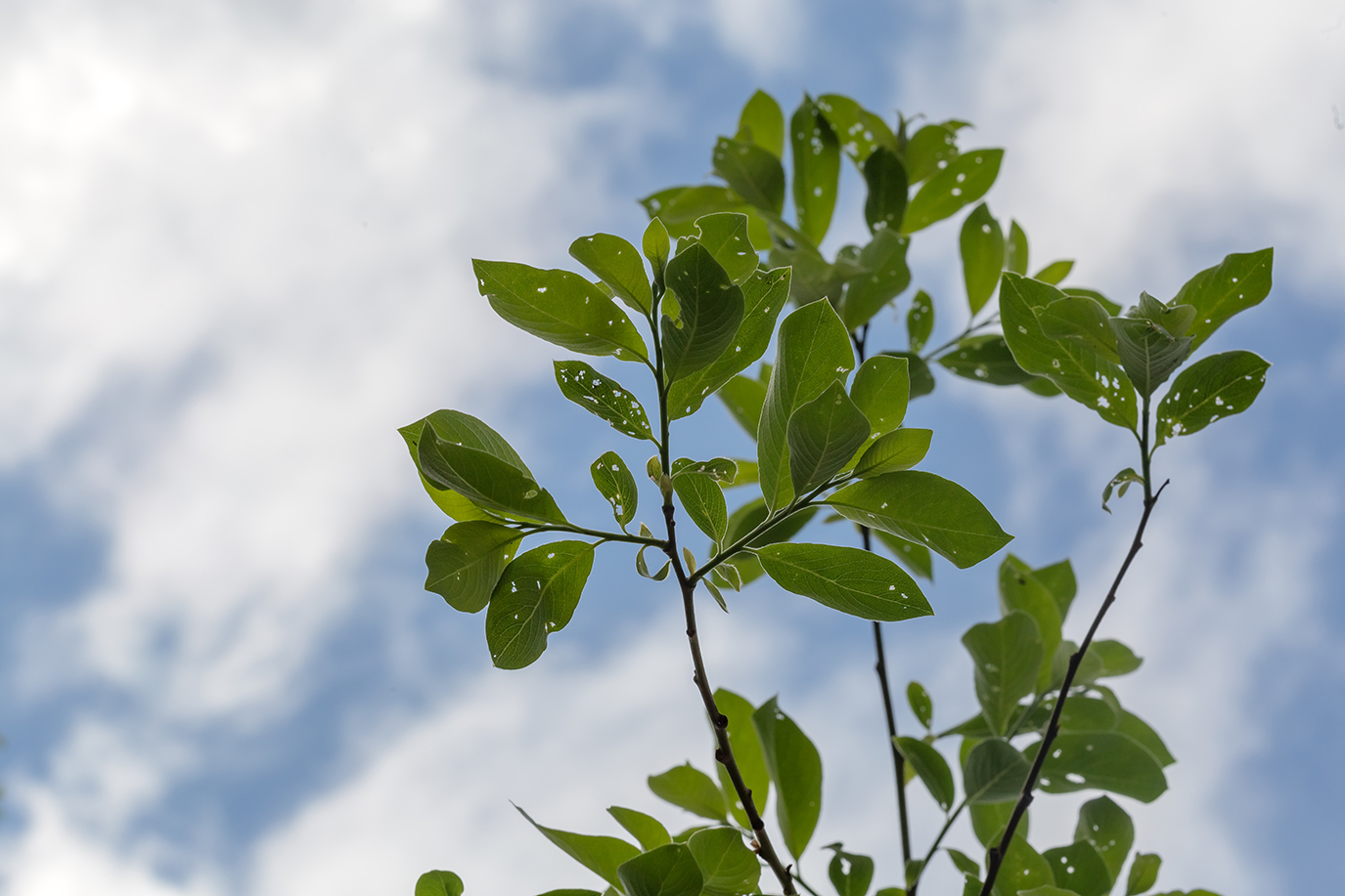 Изображение особи Salix caprea.