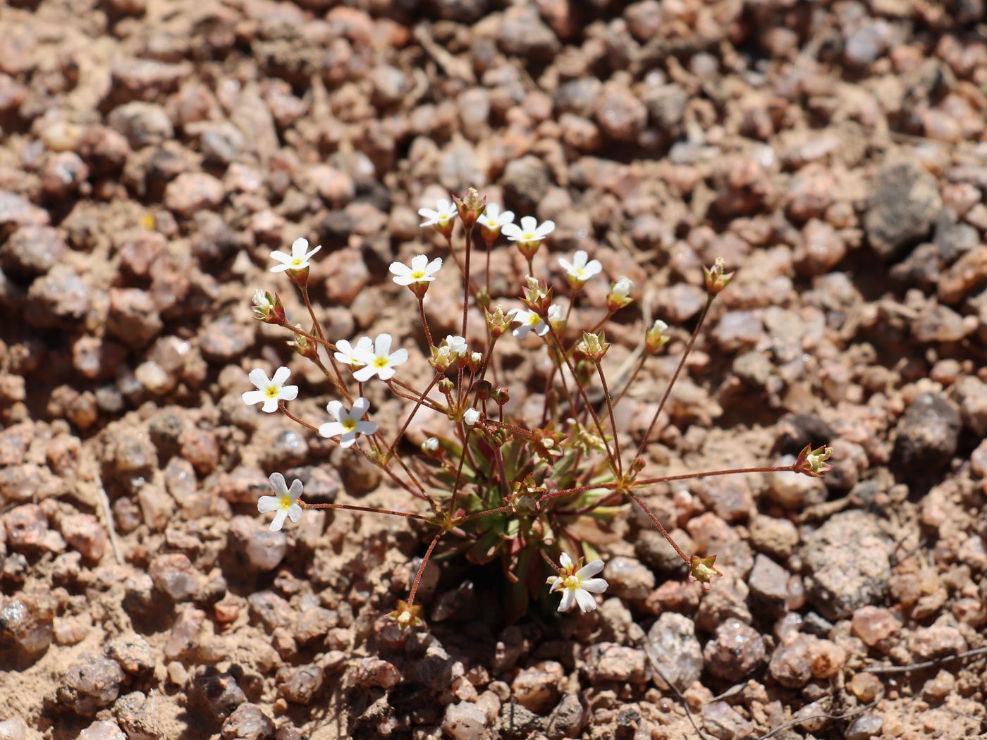 Image of Androsace fedtschenkoi specimen.