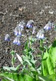 Mertensia pubescens