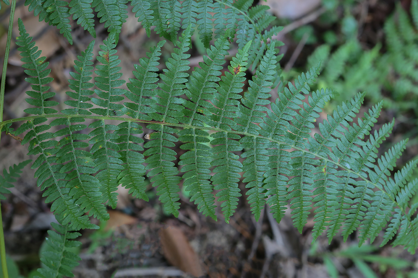 Image of Pteridium tauricum specimen.