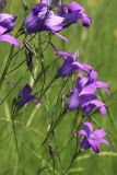 Campanula patula