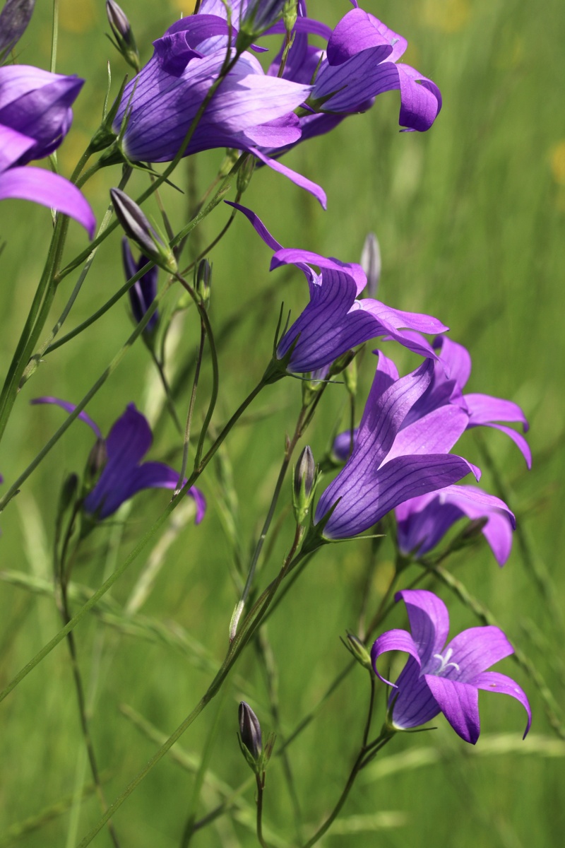 Image of Campanula patula specimen.