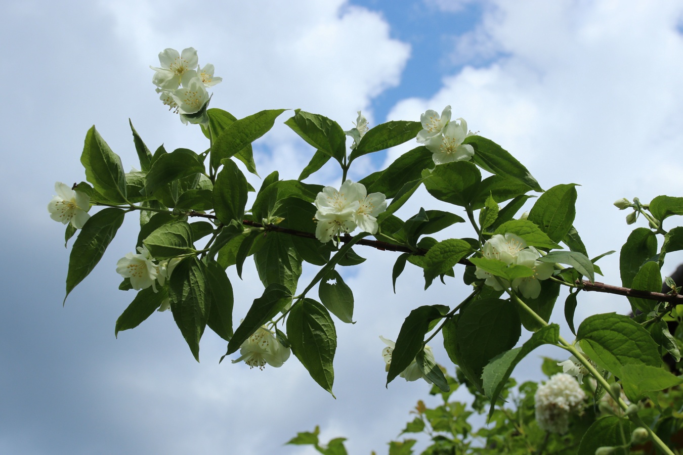 Изображение особи Philadelphus coronarius.