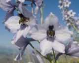 genus Delphinium