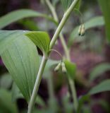 Polygonatum multiflorum. Часть цветущего побега. Пермский край, г. Пермь, Свердловский р-н, м-н Липовая Гора, сырой хвойный лес. 25.05.2025.
