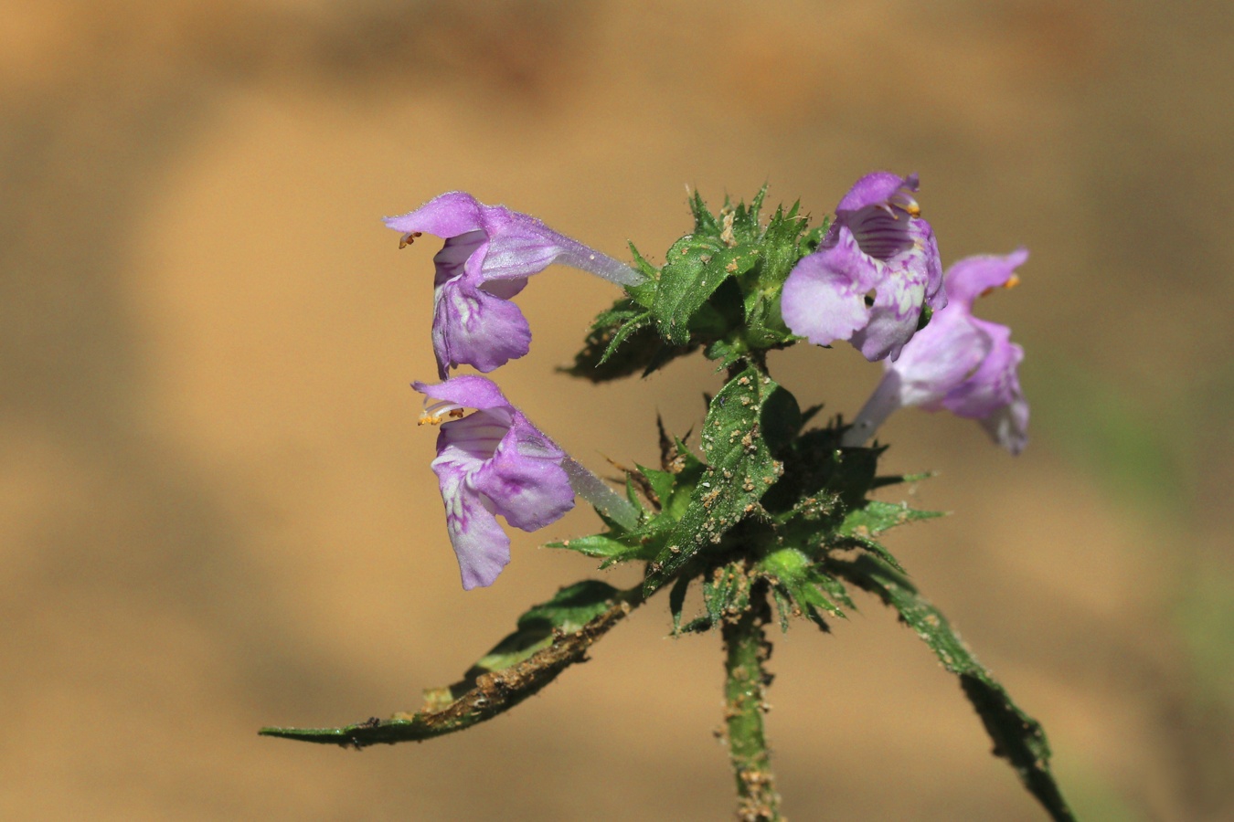 Изображение особи Galeopsis ladanum.