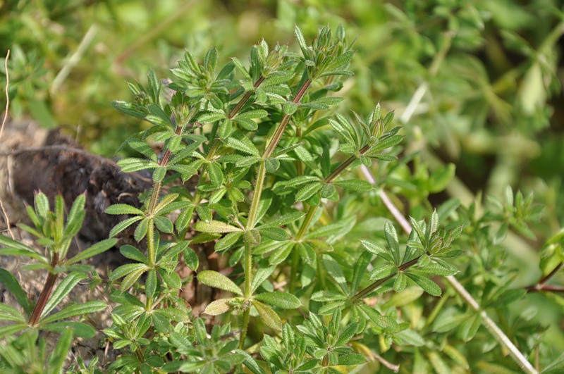 Изображение особи Galium aparine.