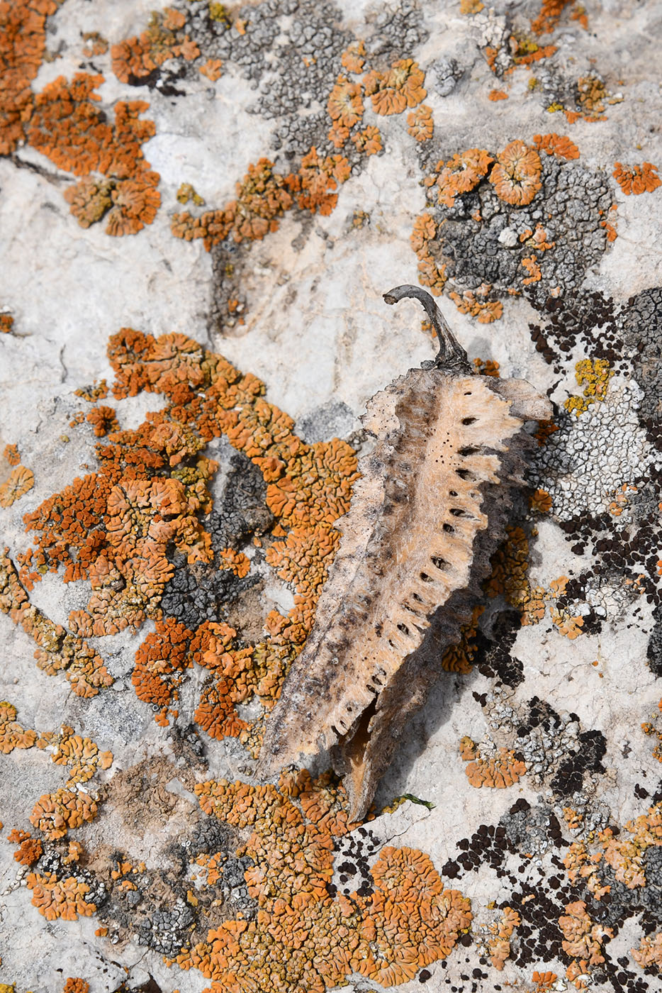 Image of Niedzwedzkia semiretschenskia specimen.