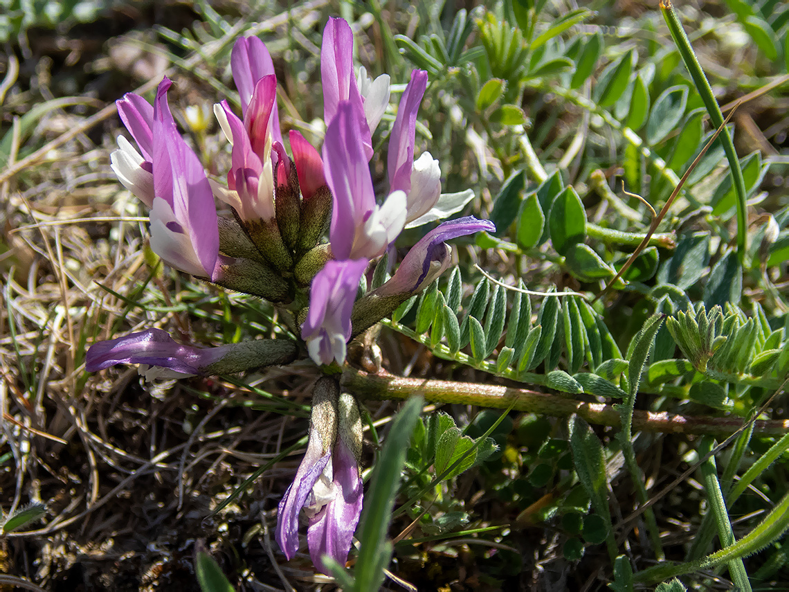 Image of Astragalus suprapilosus specimen.