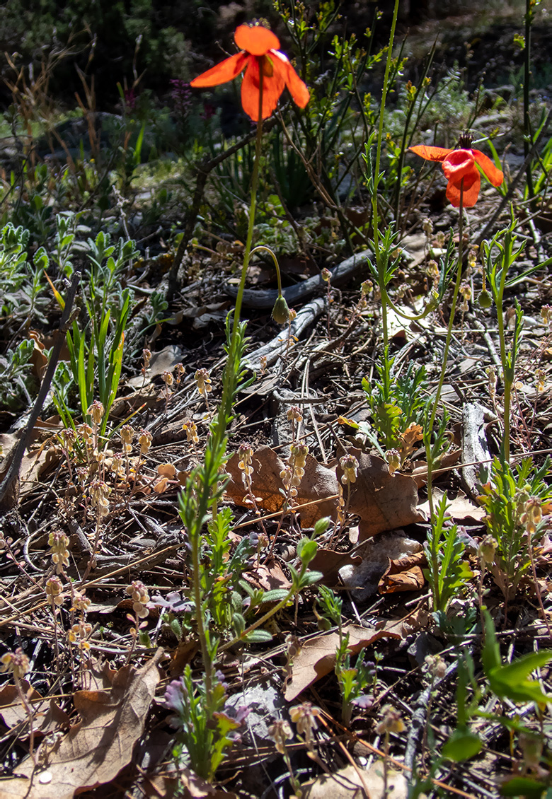 Image of Papaver laevigatum specimen.