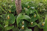 Cypripedium yatabeanum. Цветущие растения. Камчатский край, Мильковский р-н, пр. борт дол. р. Ср. Авача, лесистый склон, ≈ 600 м н.у.м., каменноберезняк. 02.07.2025.
