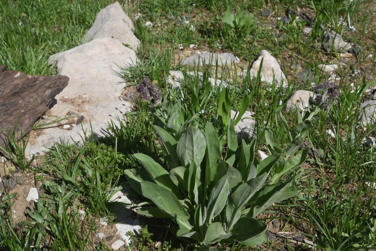 Изображение особи Solenanthus stamineus.