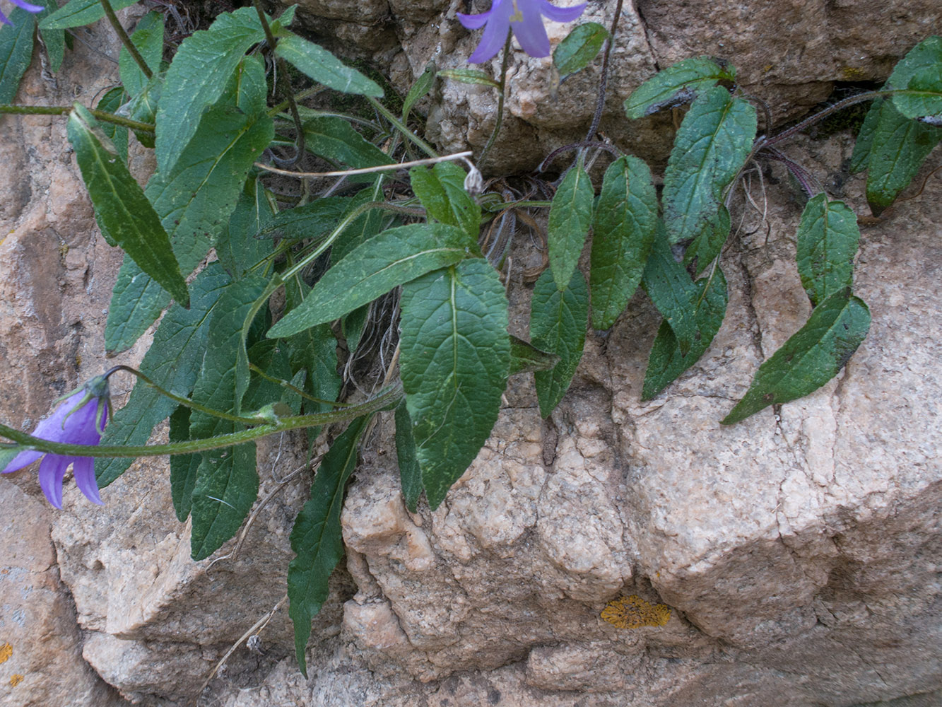 Image of Campanula collina specimen.
