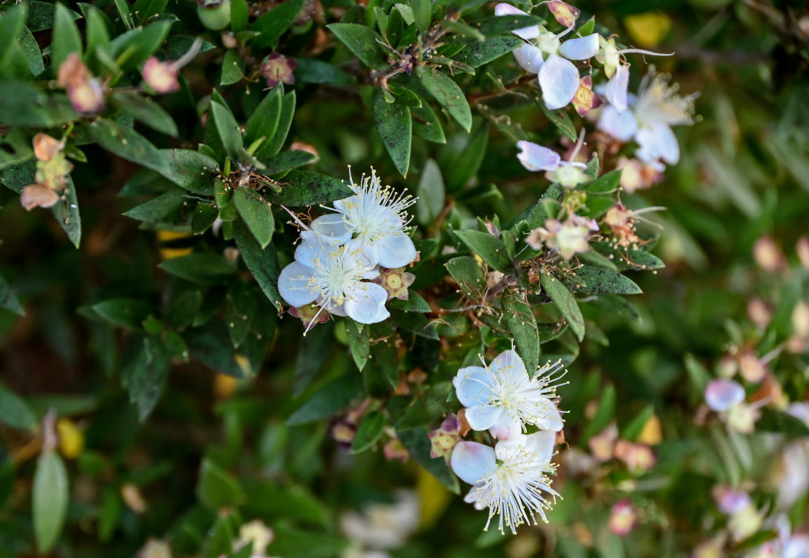 Image of Myrtus communis specimen.