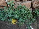 Parietaria officinalis. Вегетирующее растение. Турция, Анталья, среди городских развалин, сорное. 27 декабря 2025 г.