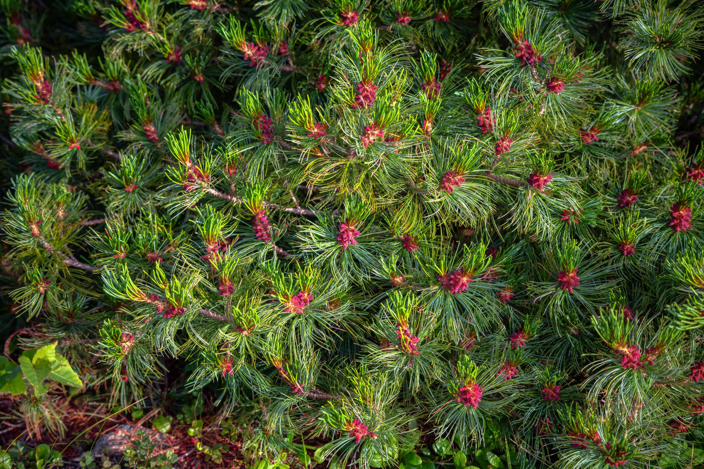 Image of Pinus pumila specimen.