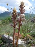 Orobanche callieri