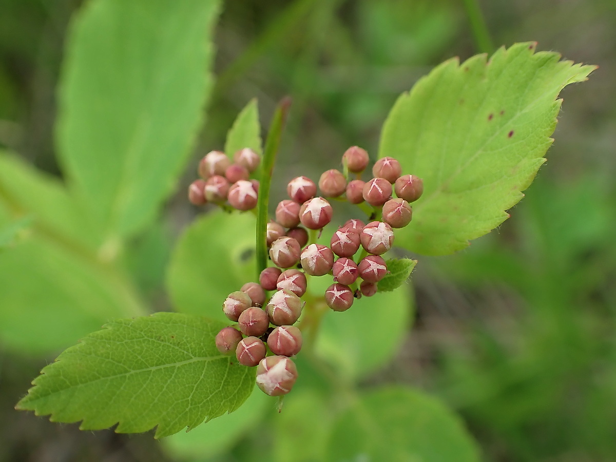 Image of Spiraea betulifolia specimen.